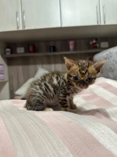 Bengal brown, lindos gatinhos!