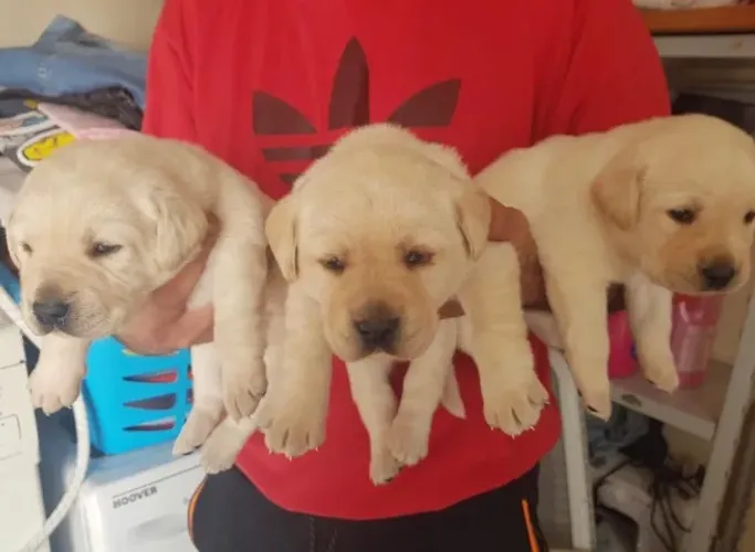Labrador- Machinhos dourado com 50 dias de vida, maravilhosos- Dani