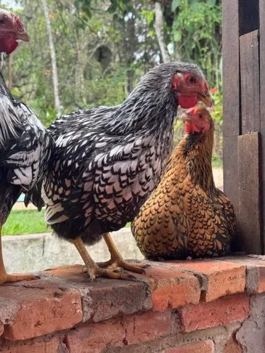 Wyandotte Prata, Azul, Splash e Dourada - Galinha - Poedeira - Ornamental - Ovos Galados