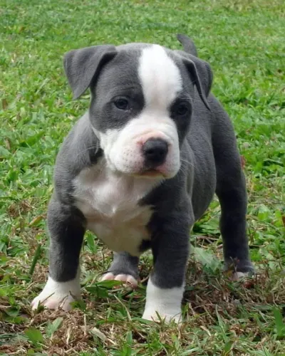 Filhote de Pitbull monster - Fofo e Carinhoso!