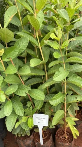 Mudas de Goiaba Paluma