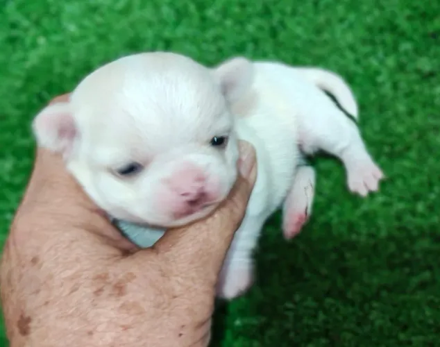 Chihuahua fêmea Pêlo curto branca e creme para reserva 