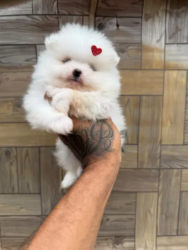 Lulu da pomerania anão branco neve 
