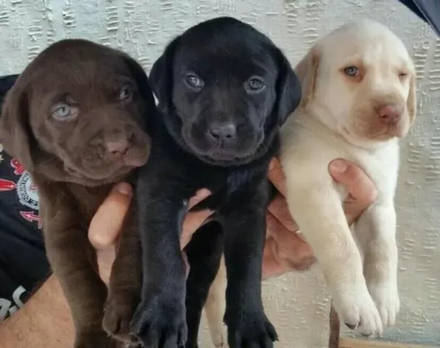 Labrador- Machinho dourado, fêmea pretinha e fêmea caramelo com 58 dias-Dani