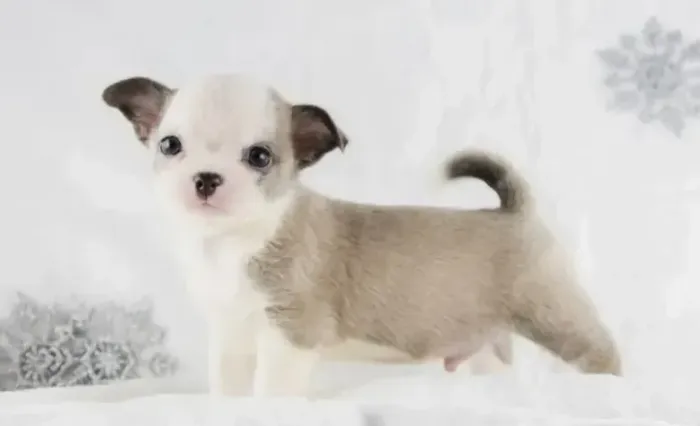 Chihuahua Fêmea Creme e Branco: Fofura de Dois Tons!