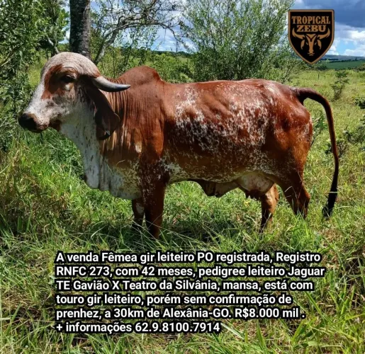 Vaca Gir Leiteira PO Registrada
