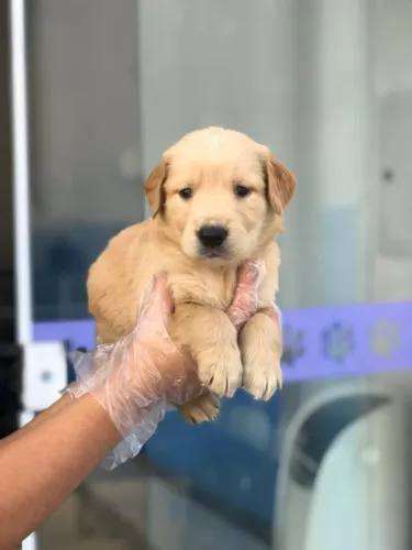 Golden Retriever- Filhotinha fêmea  robusta cor dourada com 52 dias de vida- Daniela