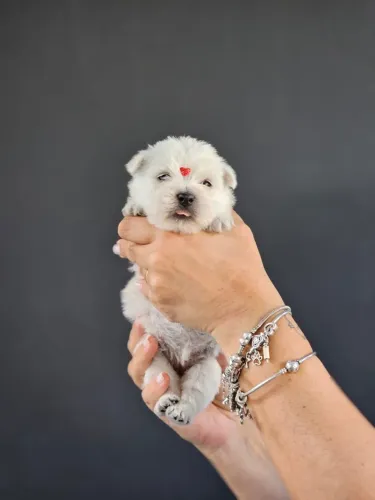 West Terrier | Canil 100% Regularizado