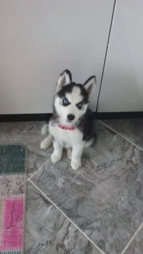 Filhote Husky Siberiano orelhas e faro de um lobo 