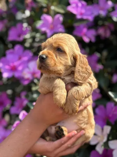 Cocker Spaniel Inglês Amor em Patas 