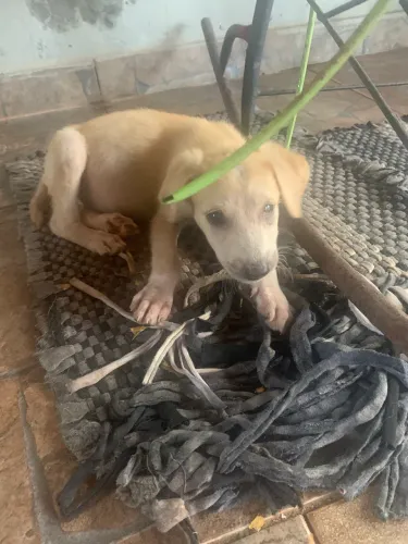 Doação