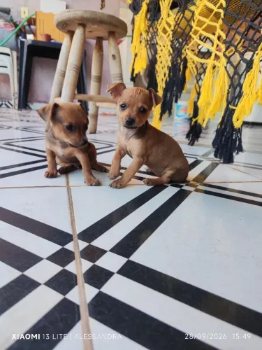 Pinscher