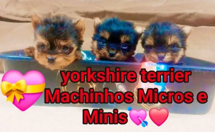 Promoção yorkshire terrier Machinhos Micros e minis cm caixinha de tranporte e brinquedos 