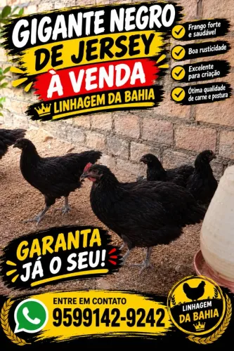 Gigante negro de Jersey