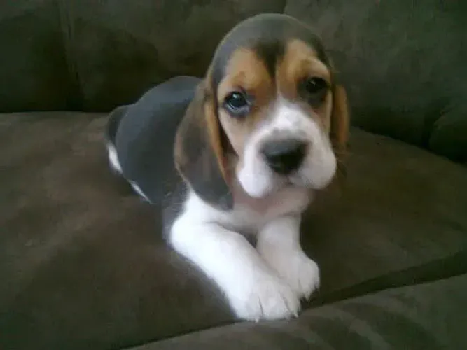 Beagle filhote disponivel
