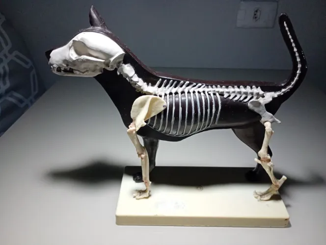 Modelo anatômico de esqueleto canino