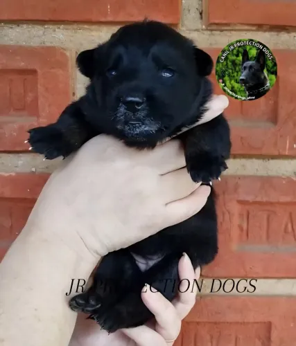 Pastor Belga de Malinois