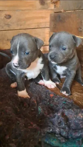 Filhotes de American Bully