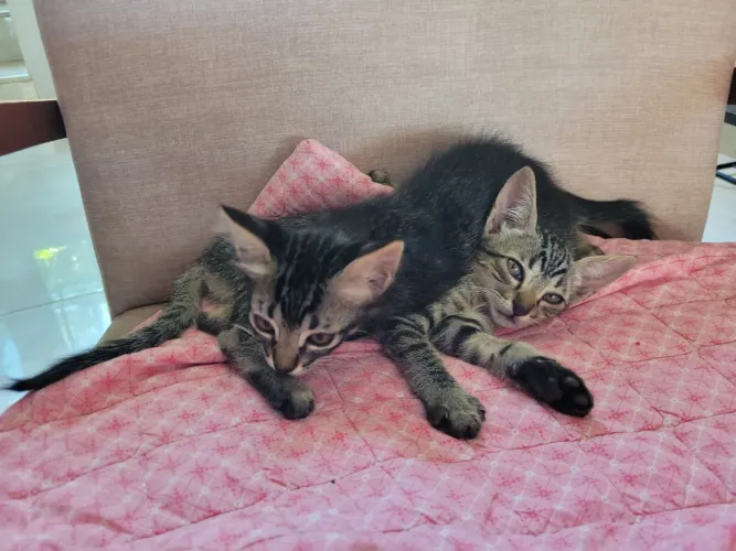 Doação de Gatinhas