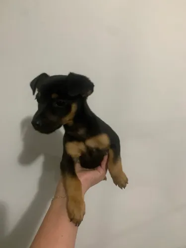 Filhote de Pinscher 