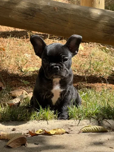 Filhote de buldogue francês