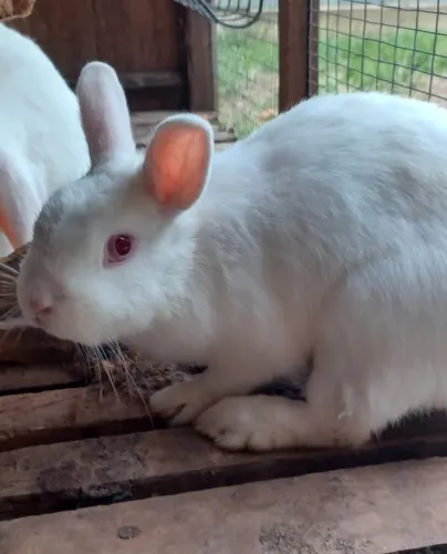 Coelhos a venda 