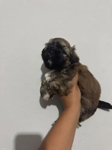 Shitzu macho