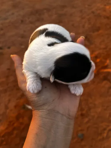 ? Saúde Comprovada e Beleza Rara! Últimos 3 Shih Tzu