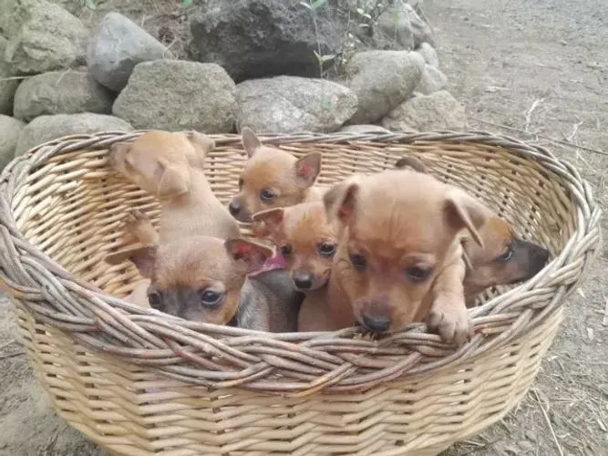 Pinscher/Pincher Cachorro de Guarda Alerta Macho e Fêmea com Garantias