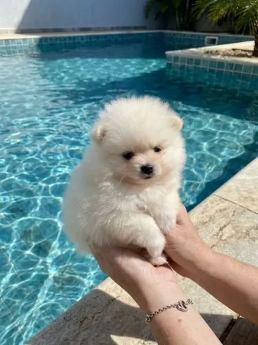 Spitz Alemão Menino