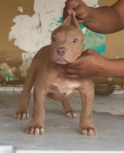 Filhote macho pitmonster com pedigree