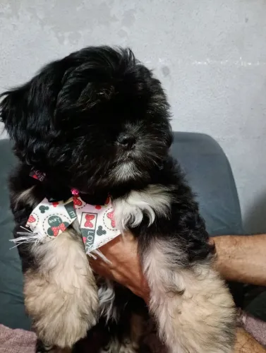 Filhotes de Lhasa Apso