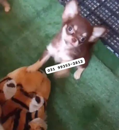 Chihuahua chocotan pelo longo,(cabeça de maçã)