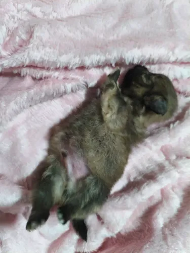 Lulu da Pomerânia anão 