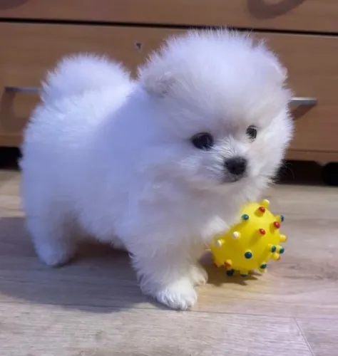Spitz alemão Filhote com personalidade encantadora
