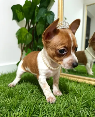 Pequena Companheira Muito Doce 