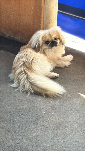 Pequines macho 