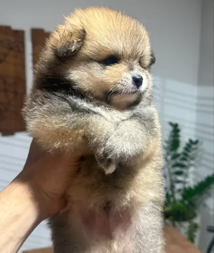 Lulu da pomerania 