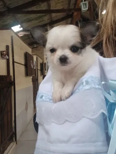 Chihuahua macho pêlo longo Branco/Dourado.Lindo!Entregamos