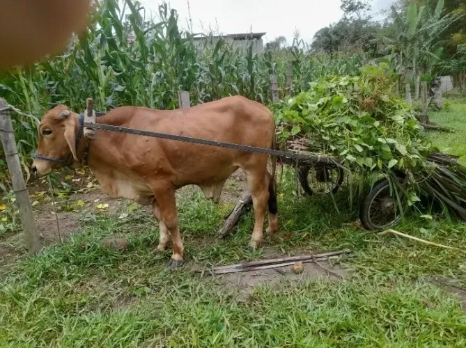 Boi manso de arreio e carro