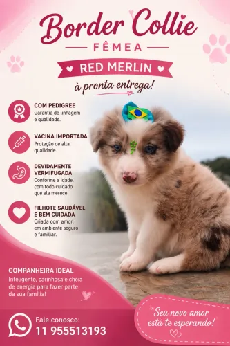 Seu companheiro está aqui !! Border Com pedigree