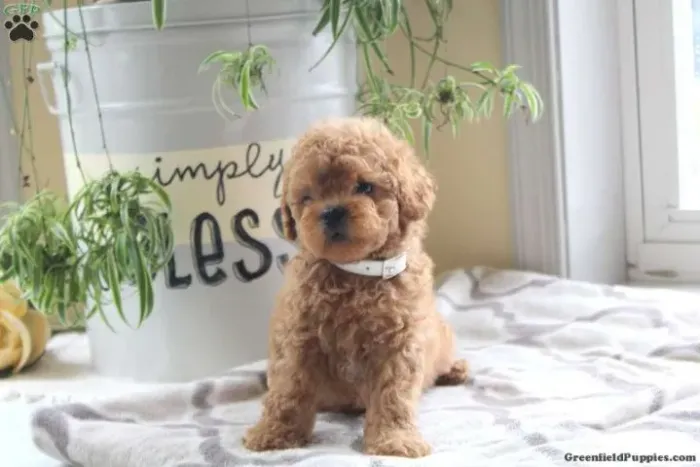 Poodle Red: charme que chama atenção ?