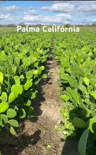 Palma forrageira Califórnia 