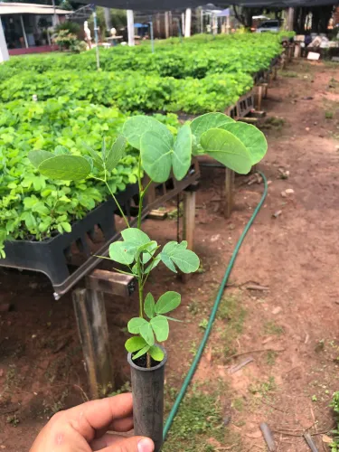 Mudas Sansão do campo