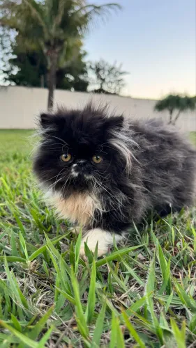 Gato persa 