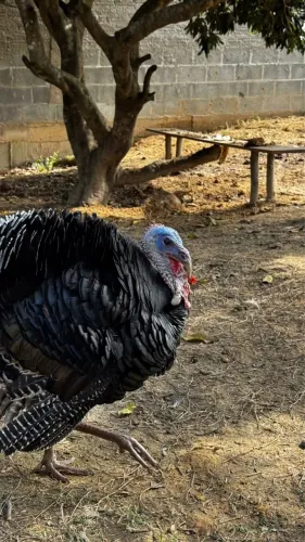 peru macho