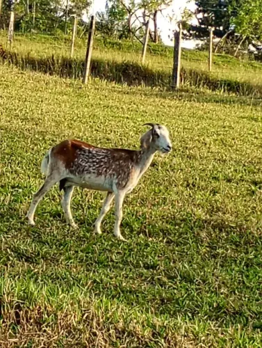 Vende se cabra zebu