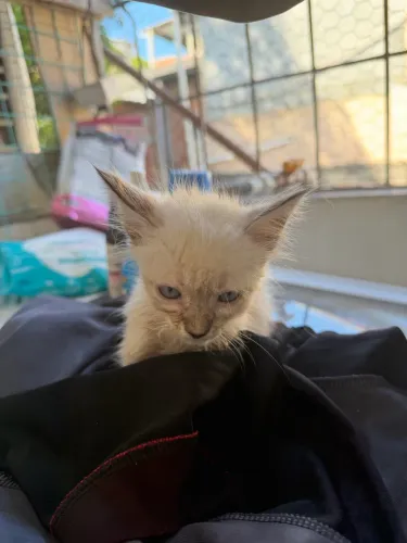 Gato para adoção
