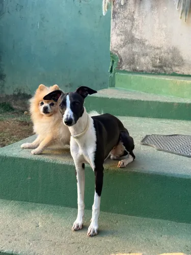 Whippet macho 6 meses 
