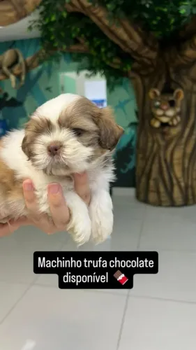 Lindo machinho shithzu trufa chocolate